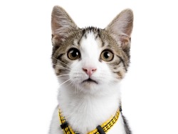 Head shot of European shorthair kitten / cat on white background wearing yellow harnas and looking in the camera