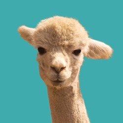 Funny looking alpaca on blue background