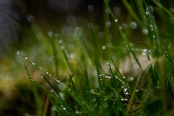 Bokeh effect of drops of water on grass in a forest