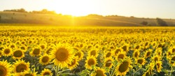 Beautiful panoramic view of a field of sunflowers in the light of the setting sun.Yellow sunflower close up. Beautiful summer landscape with sunset and flowering meadow Rich harvest Concept.