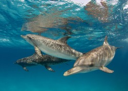Atlantic Spotted Dolphin in the Bahamas