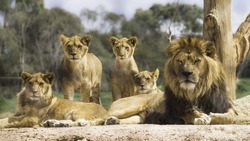 Family of lions resting in the sun and looking alert.
