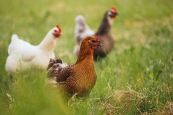 Hen rooster in field farm