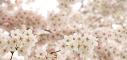 Beautiful cherry blossoms in the Japanese garden.
Sakura flowers.