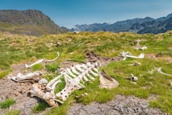 Dead animal bones on top of a mountain with green grass. Wild nature. Life and death concept.