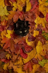 black and white cat looking through hole in colorful autumn leaves foliage. Autumn background with a cat pet