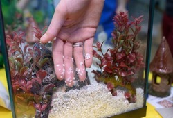 Lesson of aquarium husbandry. Girl's hand arranging decorations in an empty aquarium.