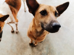 Brown and White Dog - Free Stock Photo by pmao on Stockvault.net