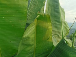 tropical banana leaves, green background,Dark green background,abstract banana leaf texture, tropical leaf foliage nature dark green background.selective focus.