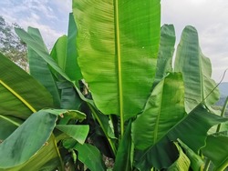 tropical banana leaves, green background,Dark green background,abstract banana leaf texture, tropical leaf foliage nature dark green background.selective focus.