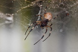 Closeup of a spider in a web from below, isolated against a white orange background. Striped brown and black walnut orb weaver Spider. The nuctenea umbratica is an arachnid from the araneidae family. 