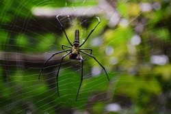 Nephila pilipes (golden silk orb-weavers,giant wood spiders, or banana spiders.) ,Closeup of female giant golden orb weaver spider hanging on web with blurred green jungle.wild life,Thailand.