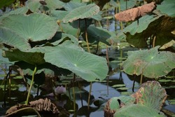 Giant green lotus leaves in the pond help decorate the landscape to look natural and fresh,Lotus pond,Lotus leave,green lotus leaf and ripples on water surface.selective focus.