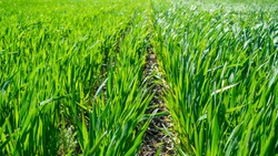 Regenerative Agriculture, Holistic Management, farming problem concept. Green wheat field background, grasslands.