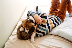 Best Dog Breeds for Kids, Good Family Dogs. Introducing Puppies and Children. Cute little Beagle puppy and kid boy playing in bed at home