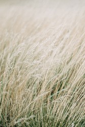 Dried panicle grass texture background. Soft beige dried meadow grass. Abstract natural minimal, trend, stylish background.