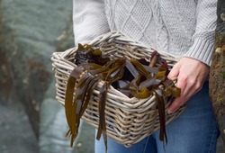 Woman carrying wicker basket of foraged brown seaweeds (kelp)