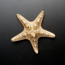 gold sea shell, starfish, golden conch isolated on black background.