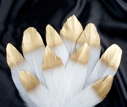  set of luxury gilded gold golden white swan feather on black silk cloth background