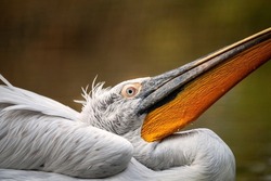 Wildlife scene from European nature. White bird, with long bill in the water. Dalmatian pelican, Pelecanus crispus. Standing on the branch with open beak and resting on the water. In a summer, season.