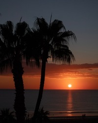 Palm trees silhouette during sunrise time. Sunset in the sea in Larnaca, Cyprus 