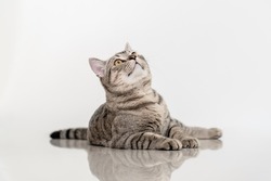 Cute gray tabby cat looking up