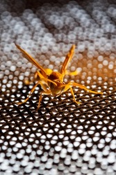 closeup shot of a yellow paper wasp or yellow jacket or yellow bee