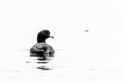An American coot, Fulica americana, shown in a high-key black and white photo, eyes an insect flying past it