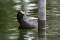 An American coot, Fulica americana, swims around a boat pier looking for insects to eat in Culver, Indiana