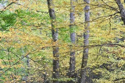 Forest on the Dark Hollow Falls Trail, Shenandoah National Park, Virginia