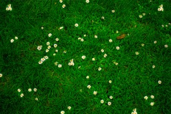 Green field with lot of daisy white flowers in top down view on vibrant spring grass