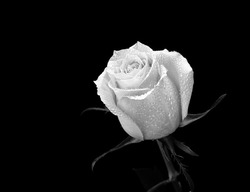 Beautiful rose flower - black and white