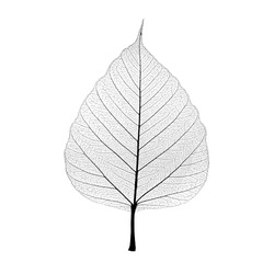 Leaf veins isolated on white background. include clipping path.