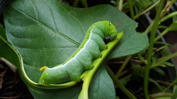 The fat green caterpillar .With white stripes on the side.There is a pattern near the header. Looks like big eyes.