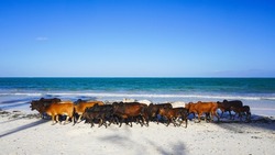 Herd of cows on the beach, Zanzibar