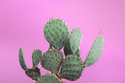 Closeup green cactus with needles pattern on pink background. Decorative cactus. Big beautiful cactus with needles in a pot. Photo of cactus.