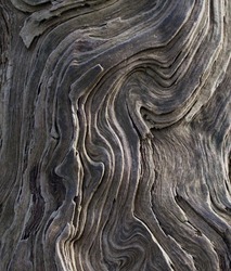 Full frame image of swirly bark on trunk of grey tree