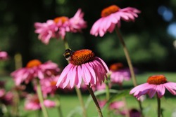 Pink purple echinacea or cone flowers in morning sun with bee visible