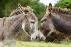 two brown donkeys who love each other