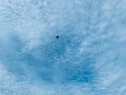 There were birds flying through the clouds. Cirrocumulus filled with beautiful clouds in the morning. Like small ripples, thin white ice crystals.no focus