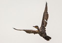 The Great Cormorant Flying On Sky. Cormorant Bird Stock Images.