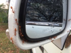 Red ants caught on a white car in the rainy season Falling from a tree