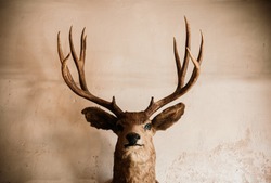 Taxidermy Stuffed wild Elk deer head on old grungy concrete wall dark tone image huanted dead animal concept