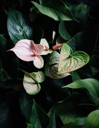 Pink Anthurium flower or Flamingo Flower with lush dark green leaves background. Top view