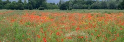 Red Poppy Field Flanders in Belgium background texture image