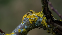 Xanthoria parietina, foliose, fungus, leafy, lichen common names common orange lichen, yellow scale, maritime sunburst lichen and shore lichen. In sunlight for texture nature background layer