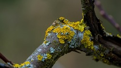 Xanthoria parietina, foliose, fungus, leafy, lichen common names common orange lichen, yellow scale, maritime sunburst lichen and shore lichen. In sunlight for texture nature background layer