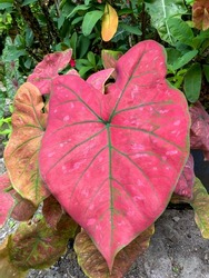 Beautiful plant leaf Caladium Bicolor called heart of Jesus