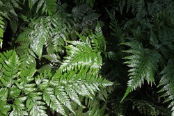 Rabbit's foot fern (Davallia fejeensis), an ornamental fern grown as a house plant, in greenhouses, and in outdoor hanging shade gardens. 