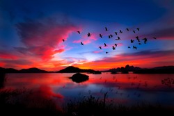  flock of birds flying on the background evening landscape above the lake in thailand.